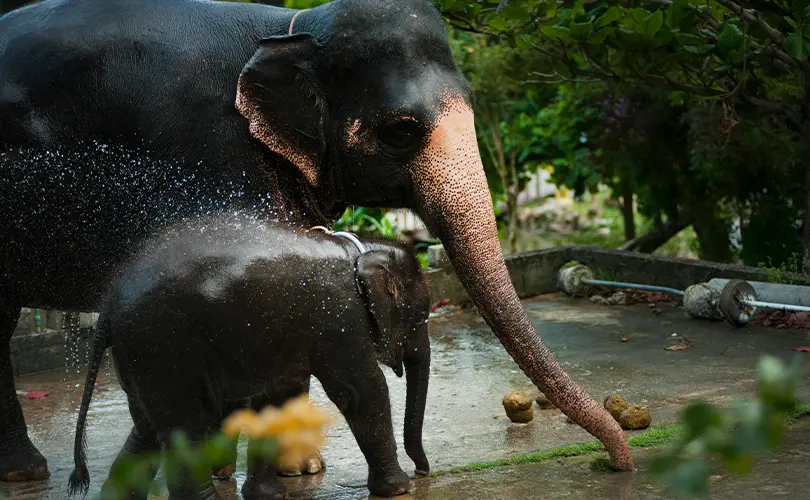 Elephant Nature Park, Thailand