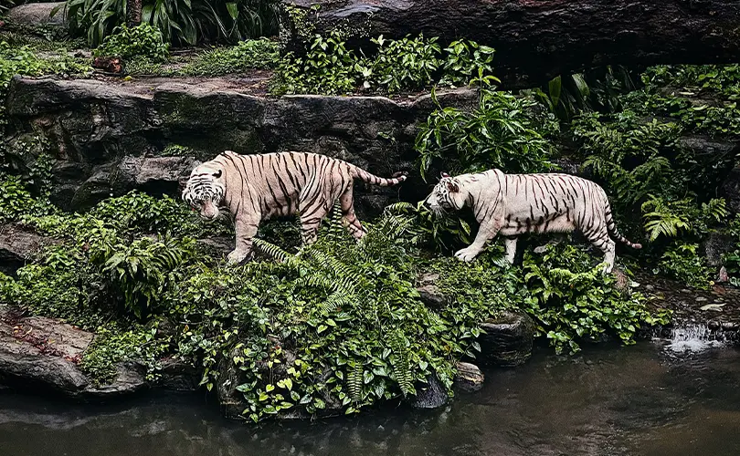 White Tigers